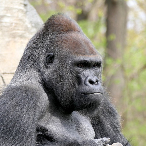 Detroit Zoo saying goodbye to 3 gorillas this summer