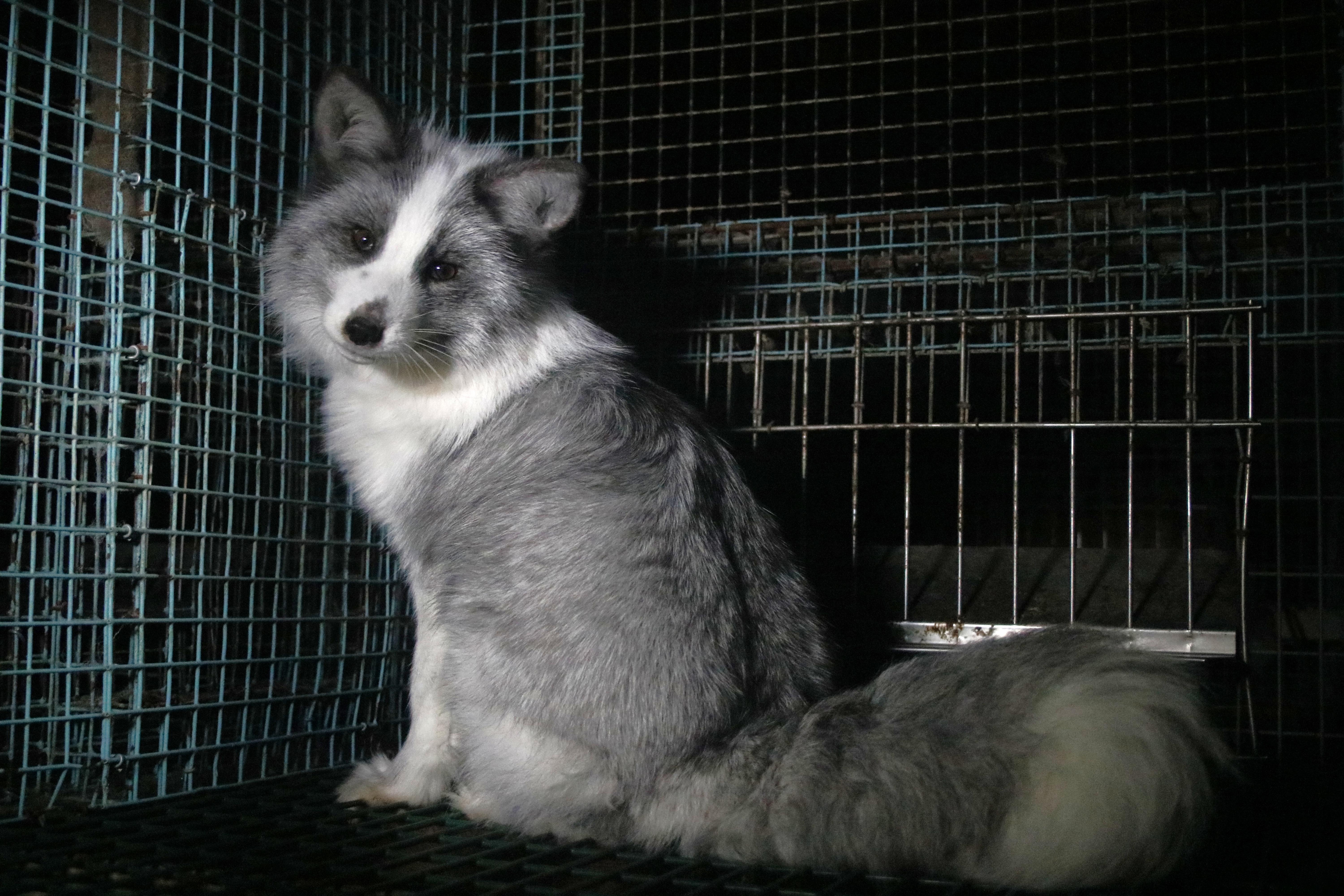Activists release images of foxes at Finnish fur farms to push EU