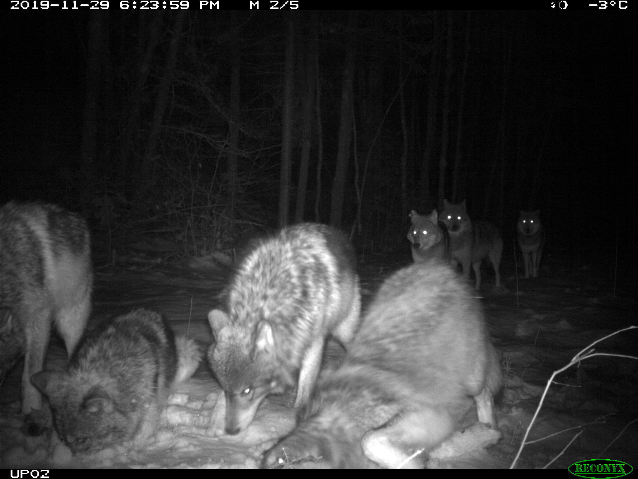 Voyageurs Wolf Project, Studying Wolves During Summer