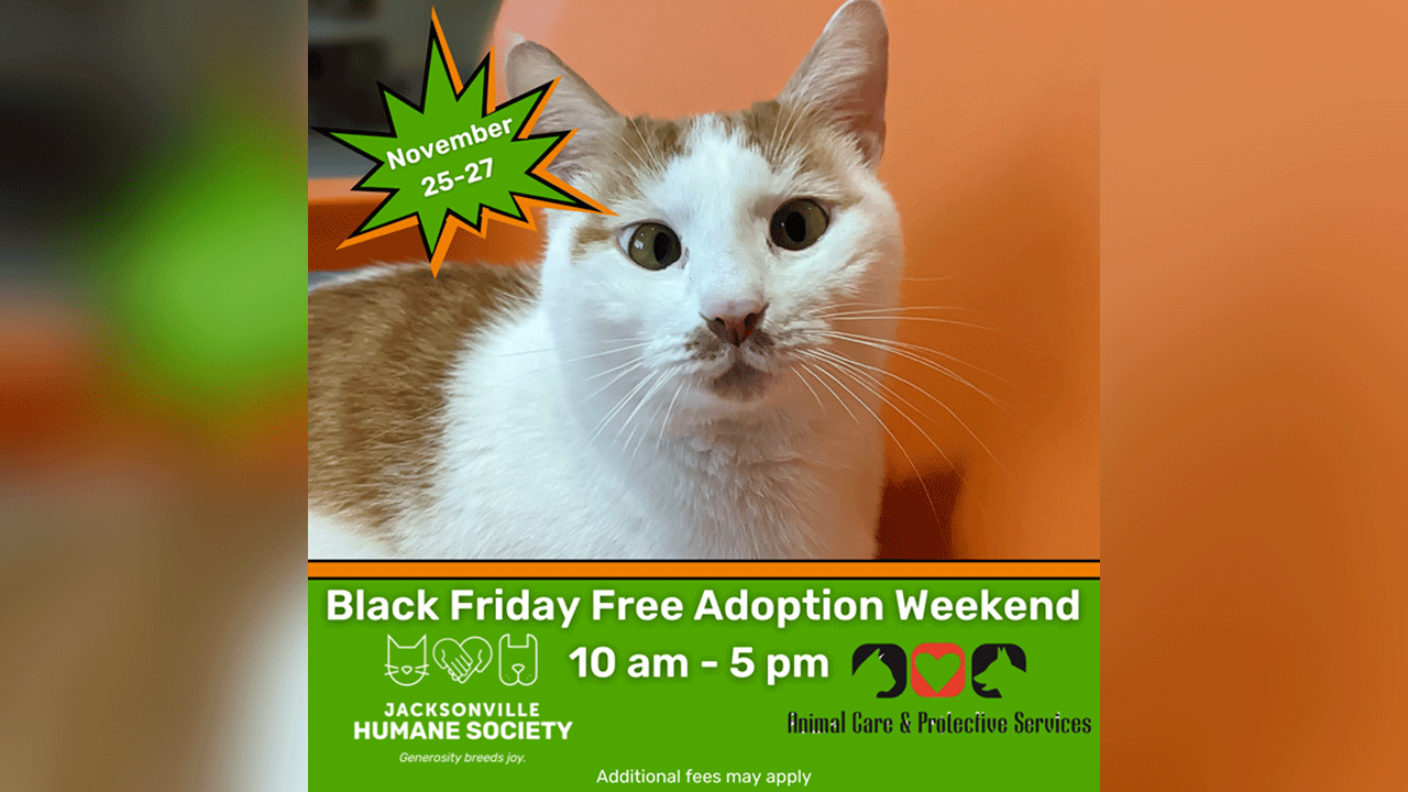 Jacksonville animal shelters to offer free pet adoptions over Black Friday  weekend