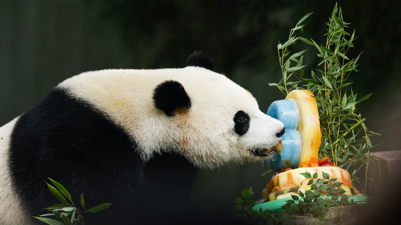 baby giant pandas eating bamboo