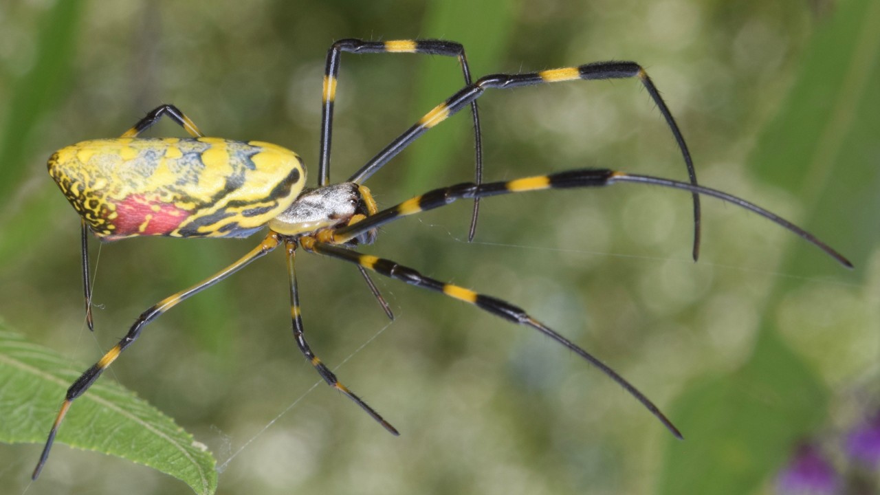 Dangerous Spiders Invading Greater-Jacksonville Homes