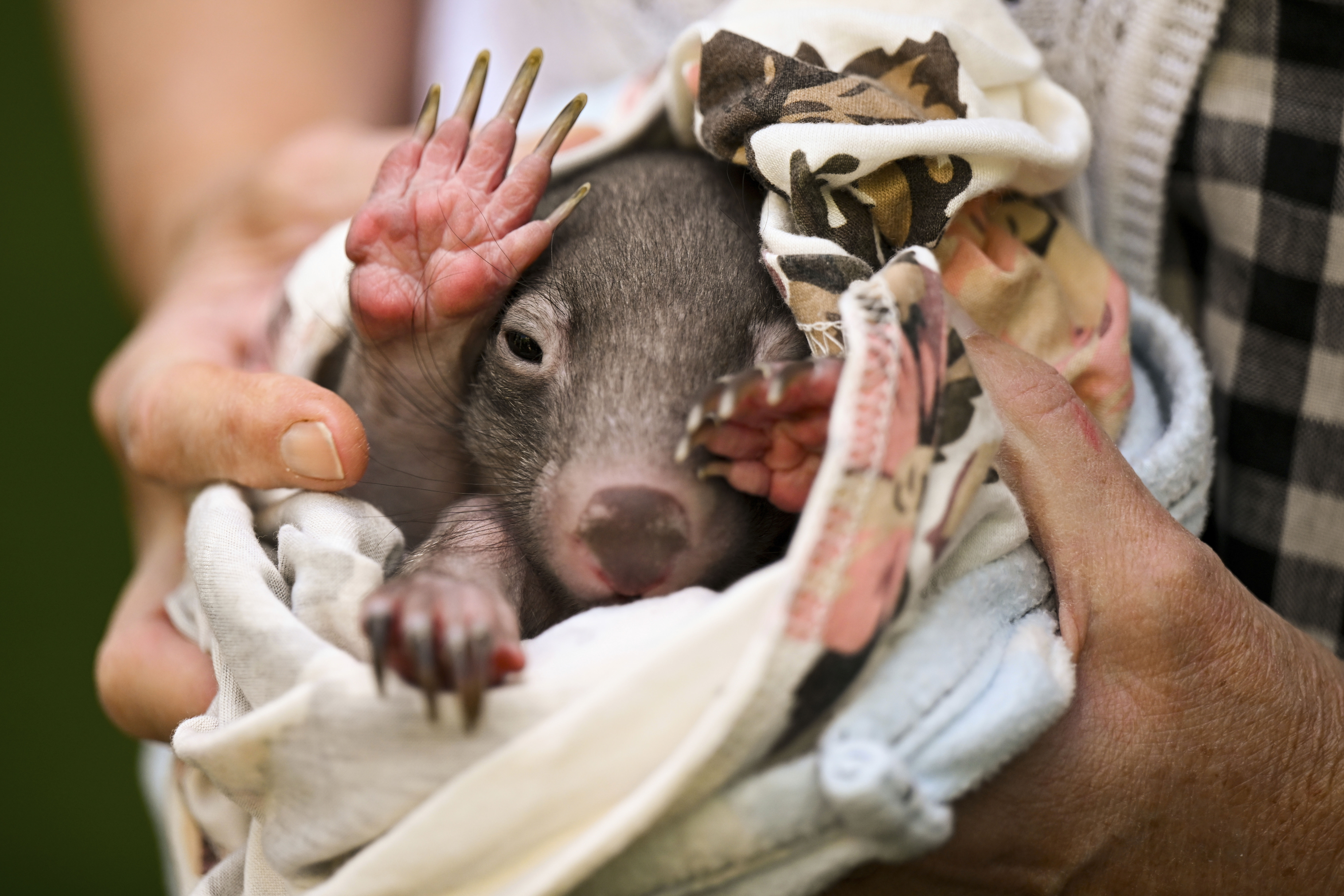 Wombats are cute, furry marsupials — that shouldn't be picked up