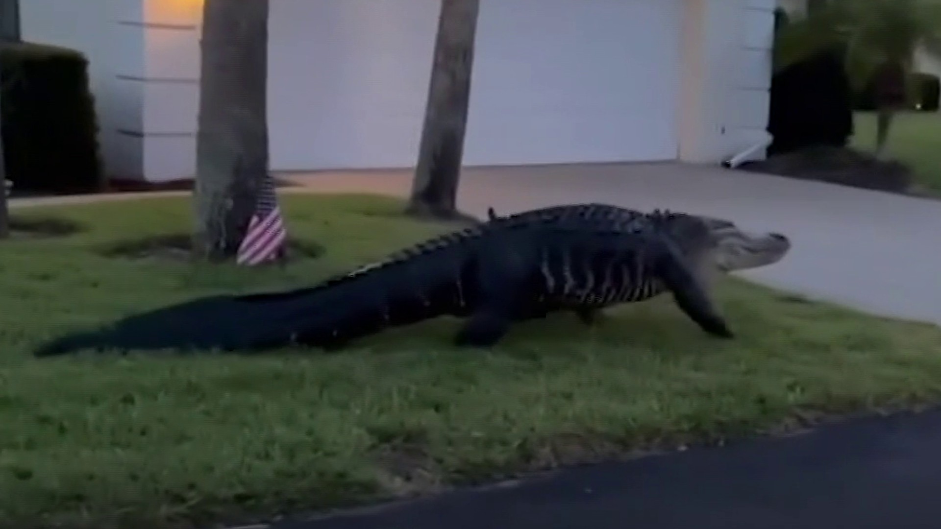 How many people have been killed by alligators in Florida? The number may  surprise you
