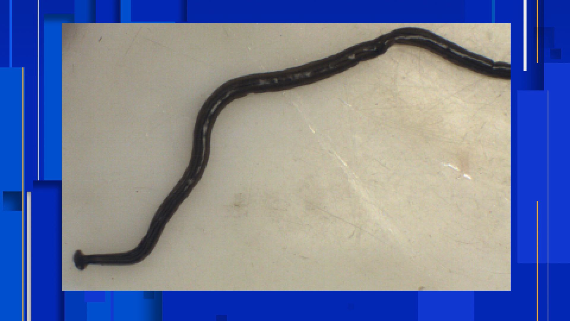 Invasive worm spotted in San Antonio area could carry rat lungworm parasite