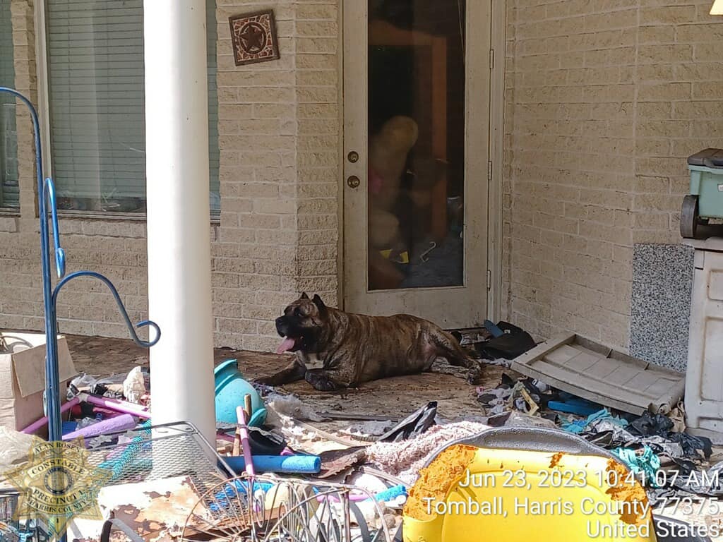 North Texas woman finds new way to keep dogs entertained while