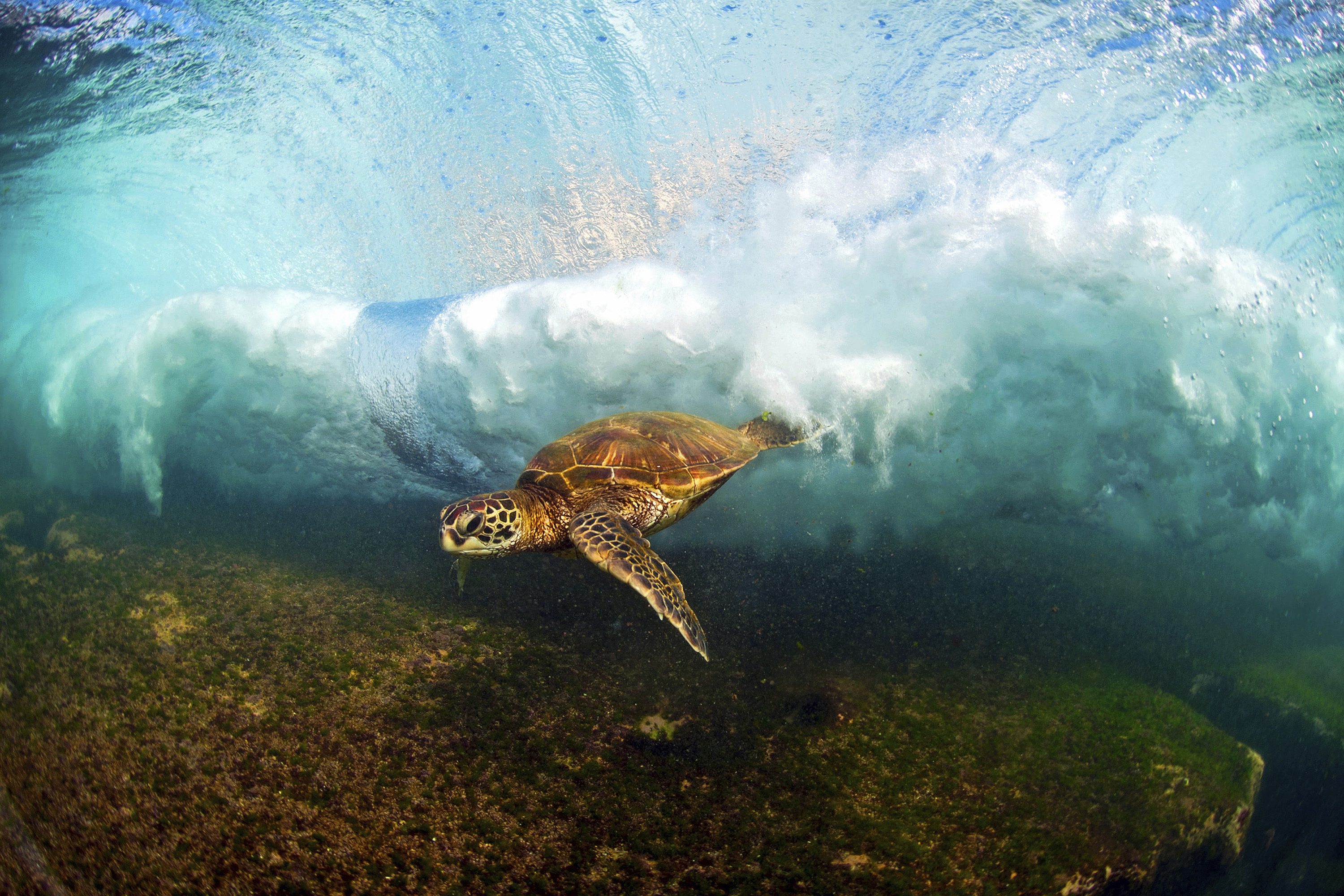 Hawaii photographer finds fine art in massive Pacific waves