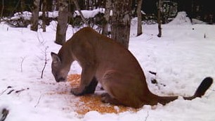 Mountain Lion Sightings