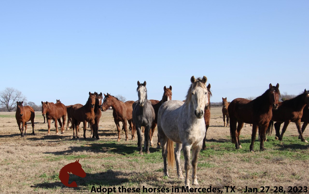 Wild Horse and Burro Adoption and Sale Events