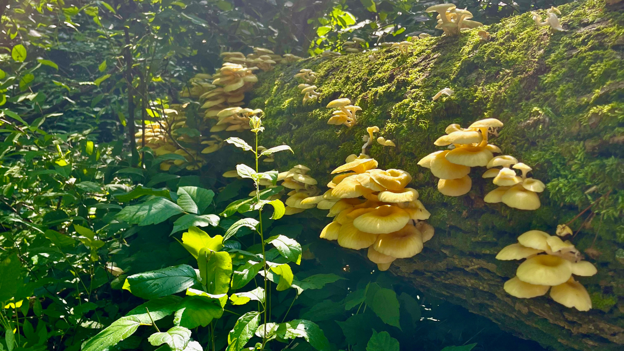 Really terrifying:' This mushroom could quietly invade Florida if