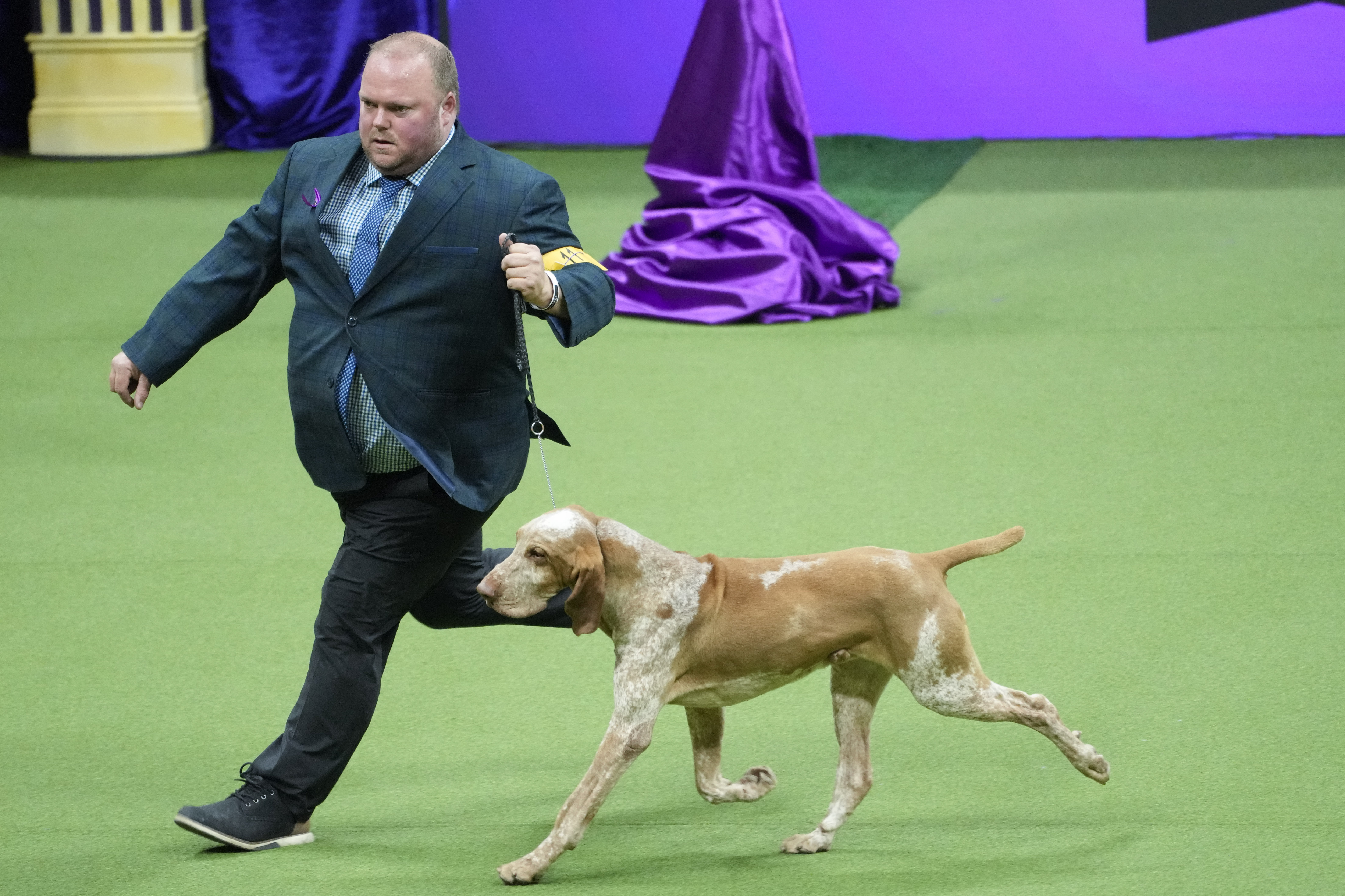 Peke, Frenchie, Aussie and, yes, PBGV make dog show finals – WABE