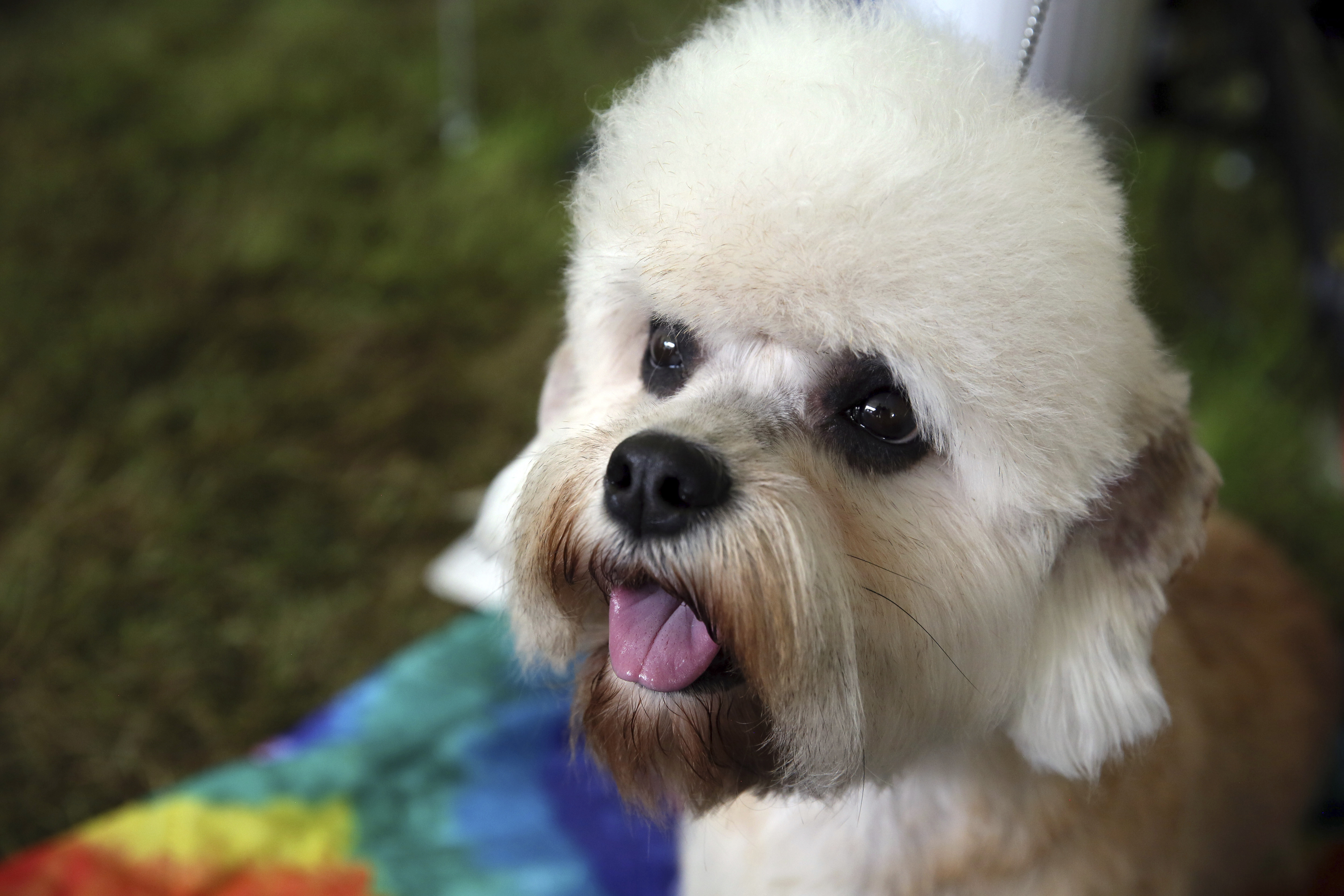 Westminster dog show gets 4 finalists, and one has NFL ties