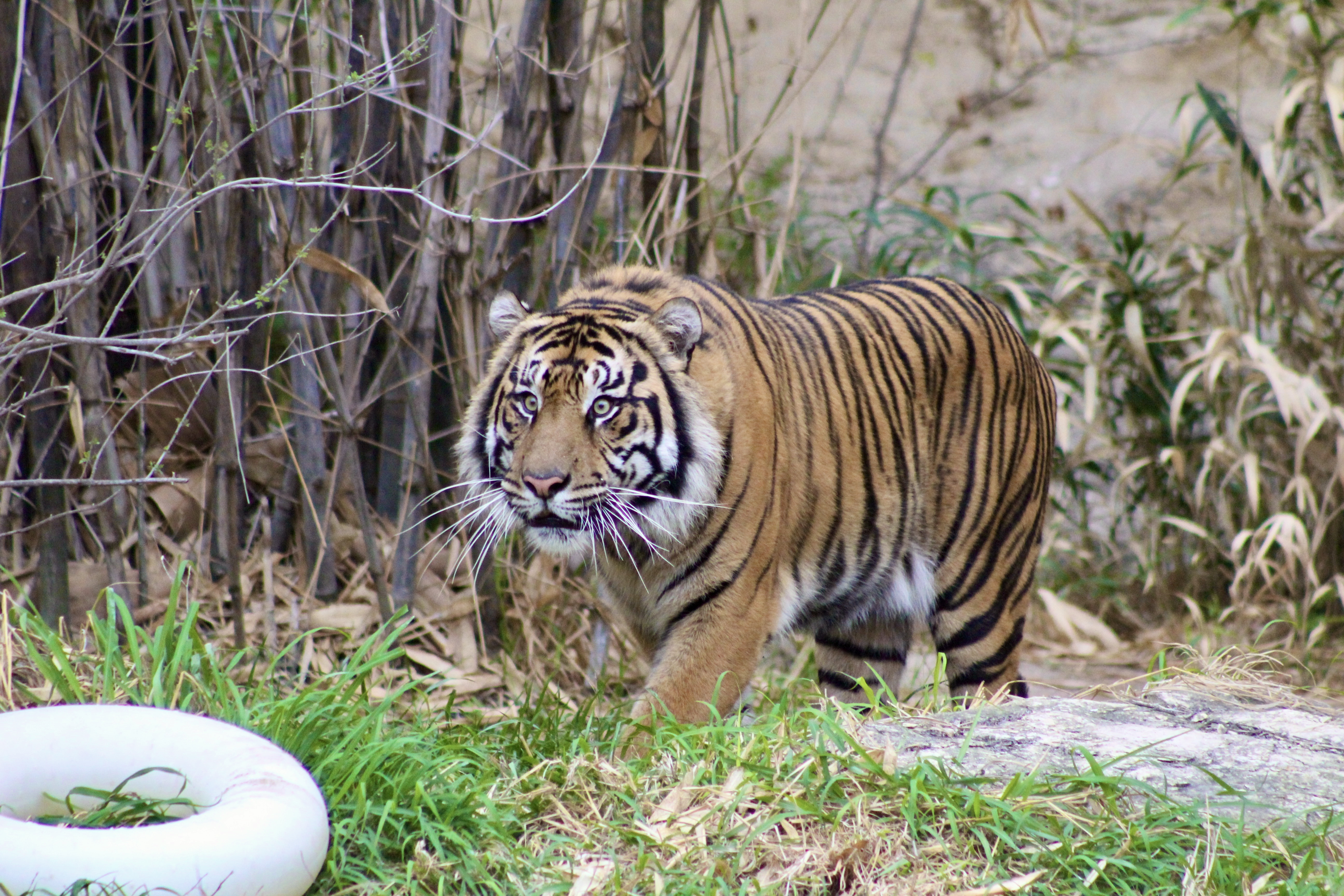 Tiger Cubs Baby Shower