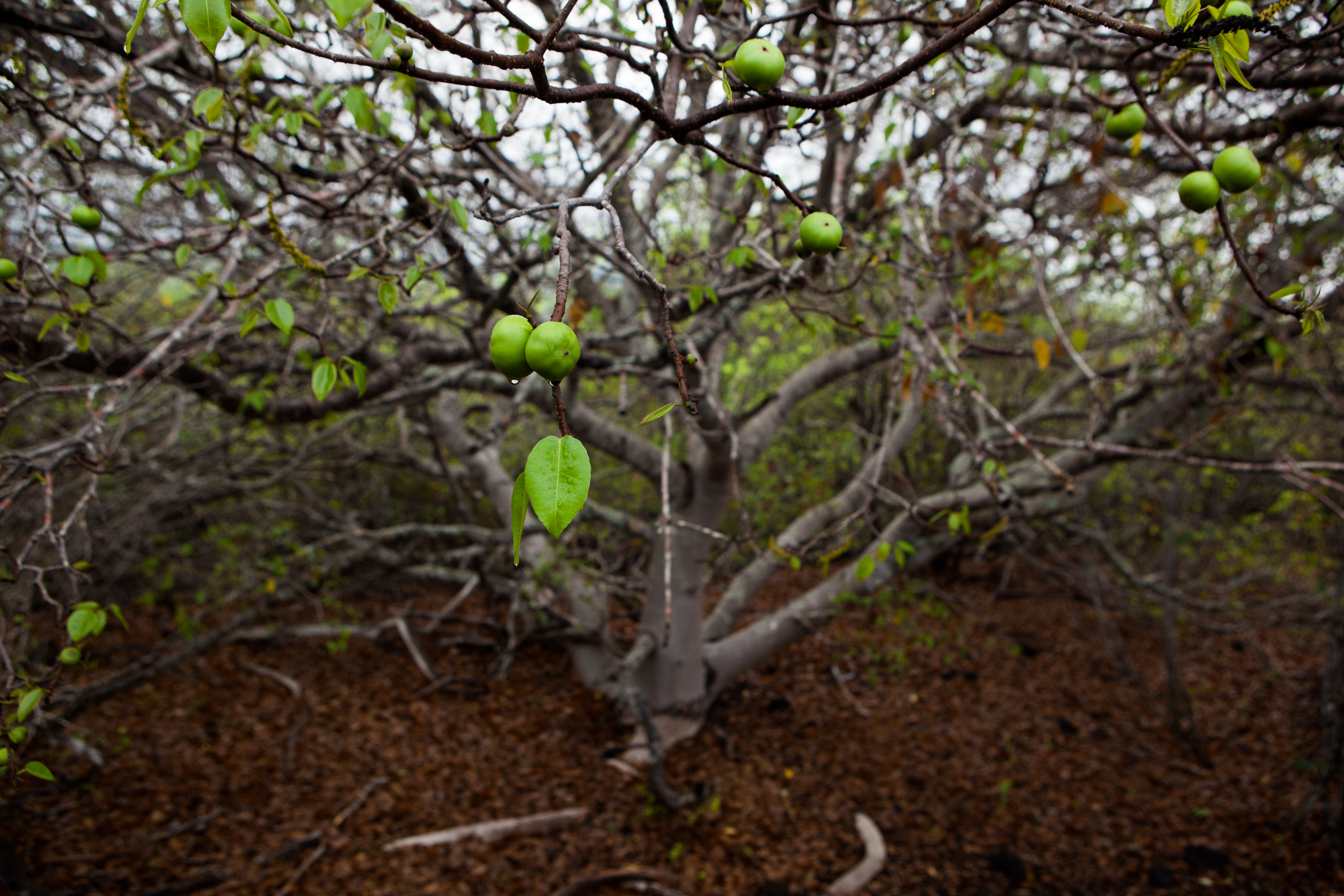 The world's most dangerous tree is in Florida. Here's how it could kill you
