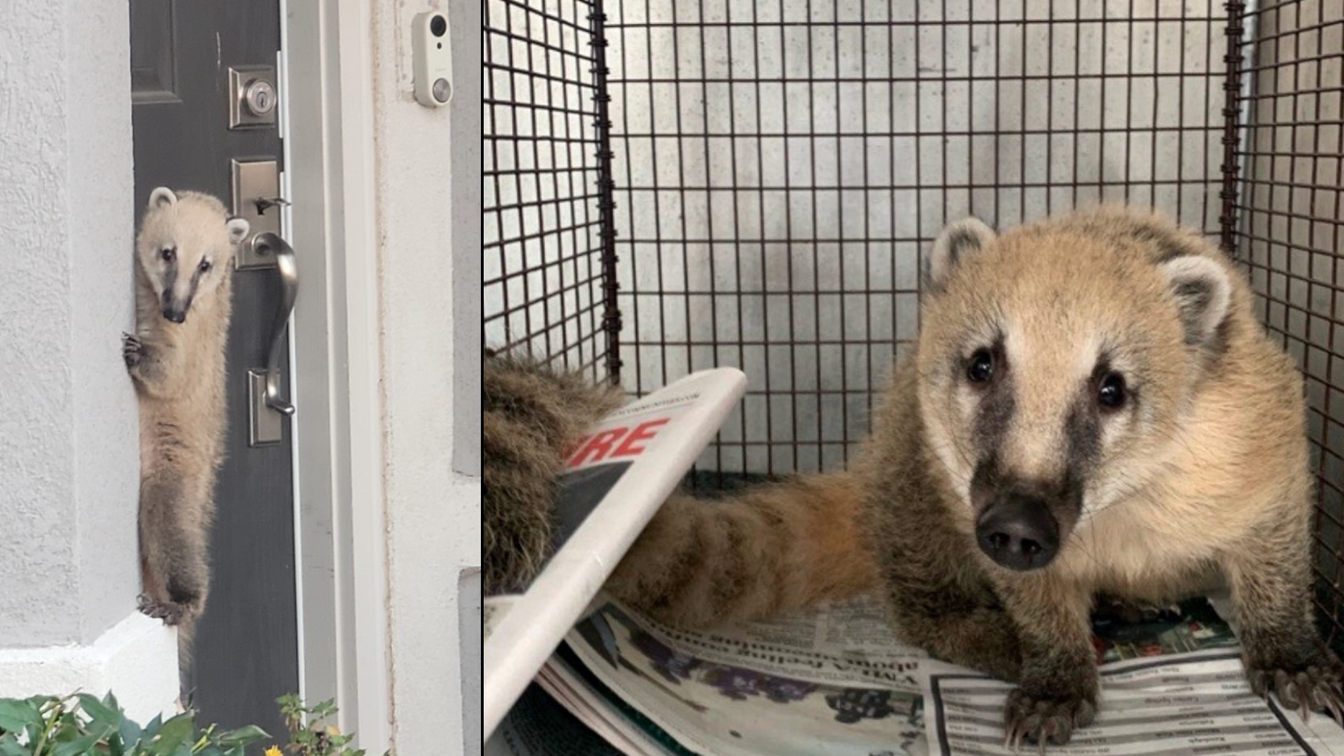 Rare animal captured in San Antonio after found clinging to man's front  porch, ACS says