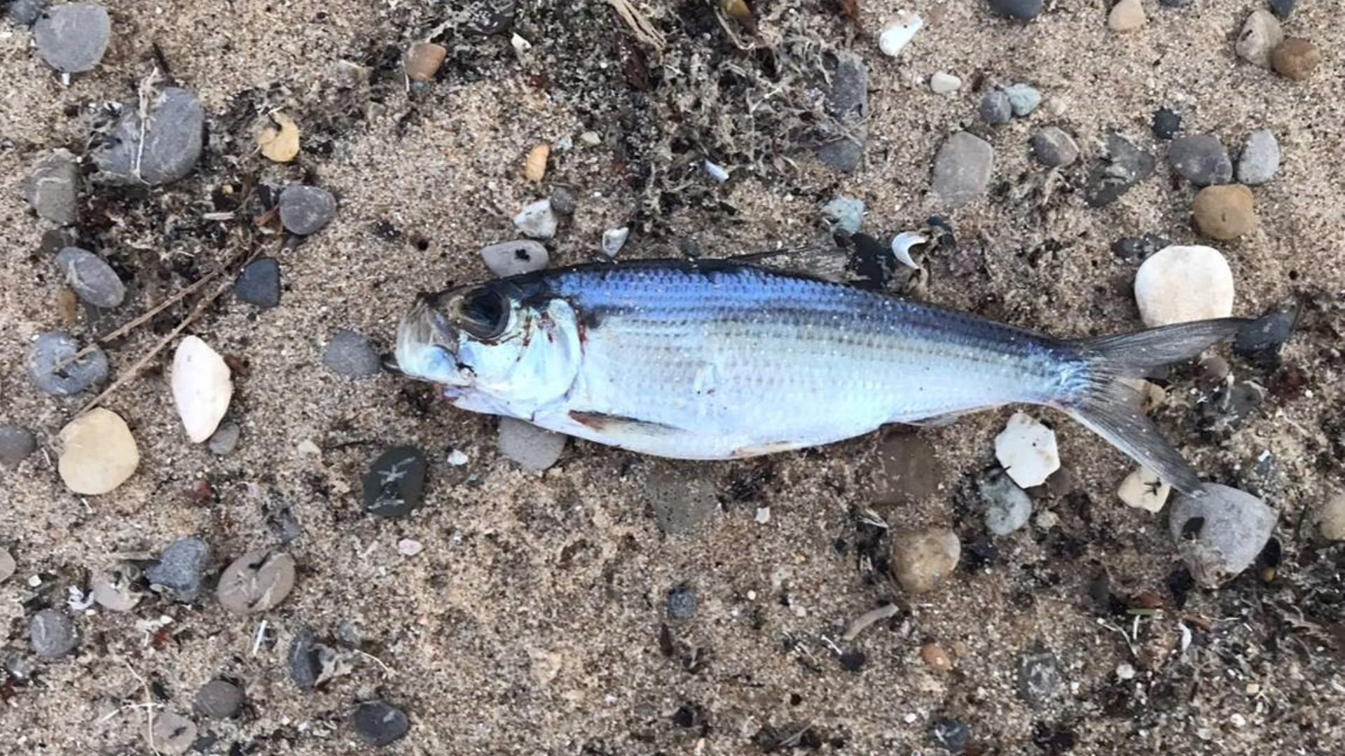 Lake Michigan assessment shows alewife remain near record low