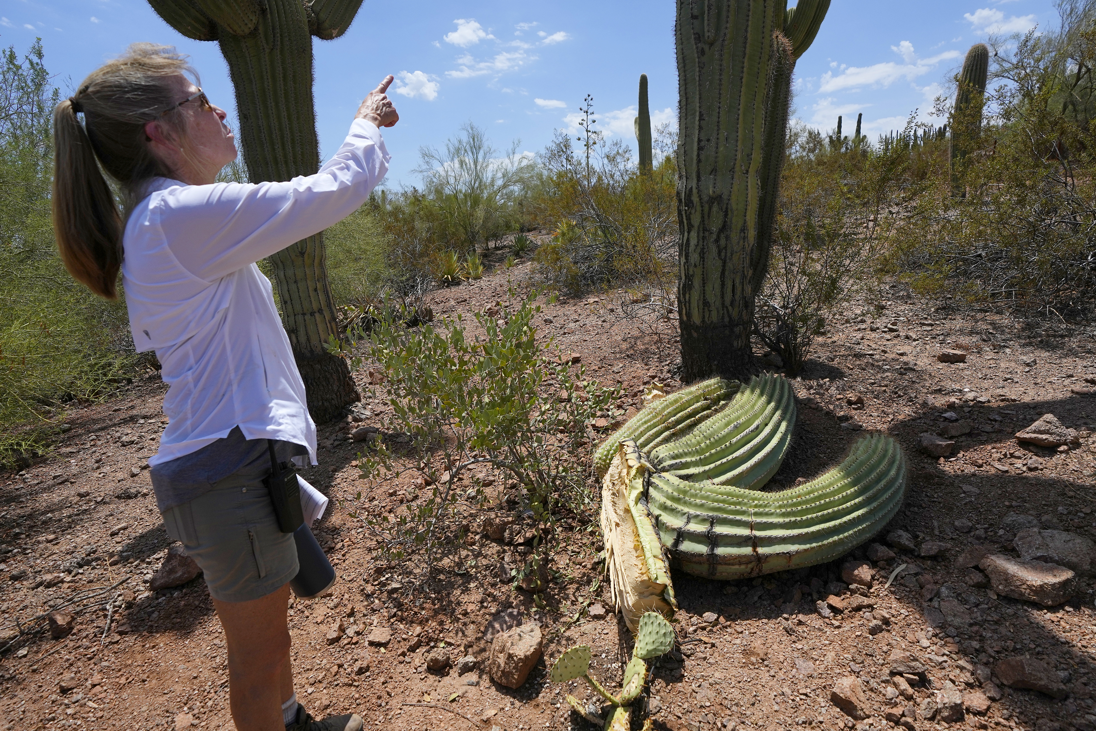 Volunteers plant saguaro cactuses on Bush Fire burn scar near Phoenix