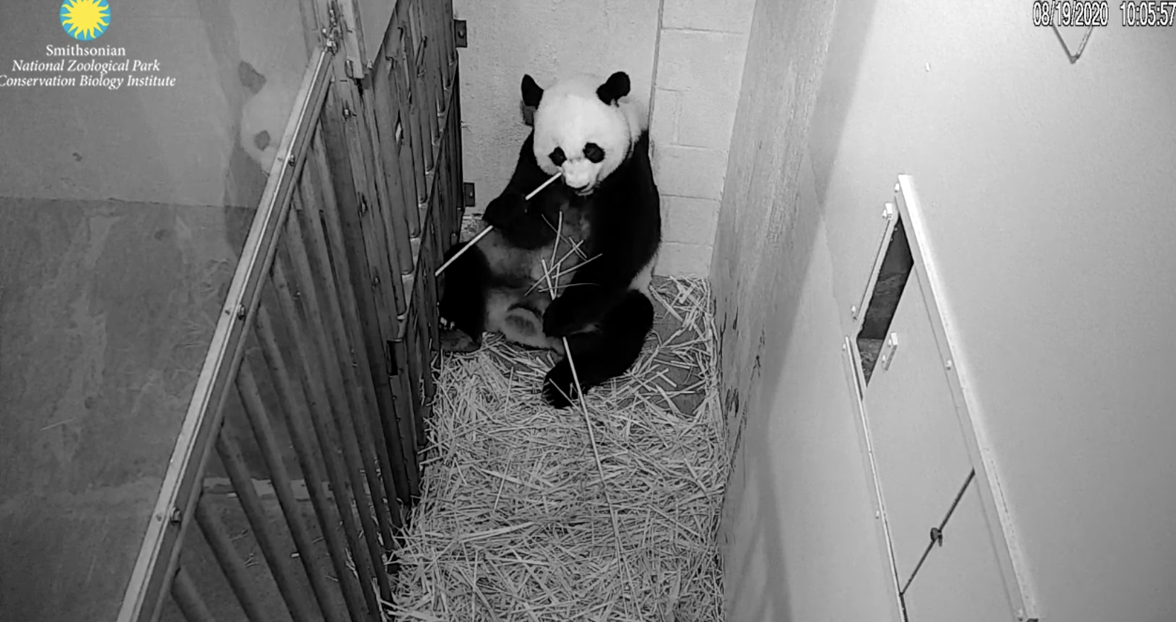 LIVE CAM: National Zoo awaits birth of pandemic panda cub