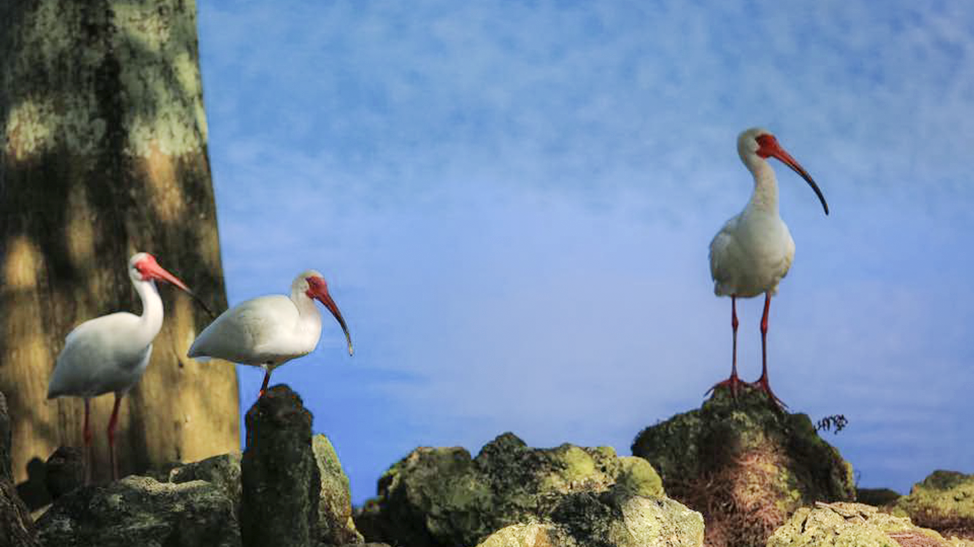 From myth to meteorology: The science behind the hurricane bird
