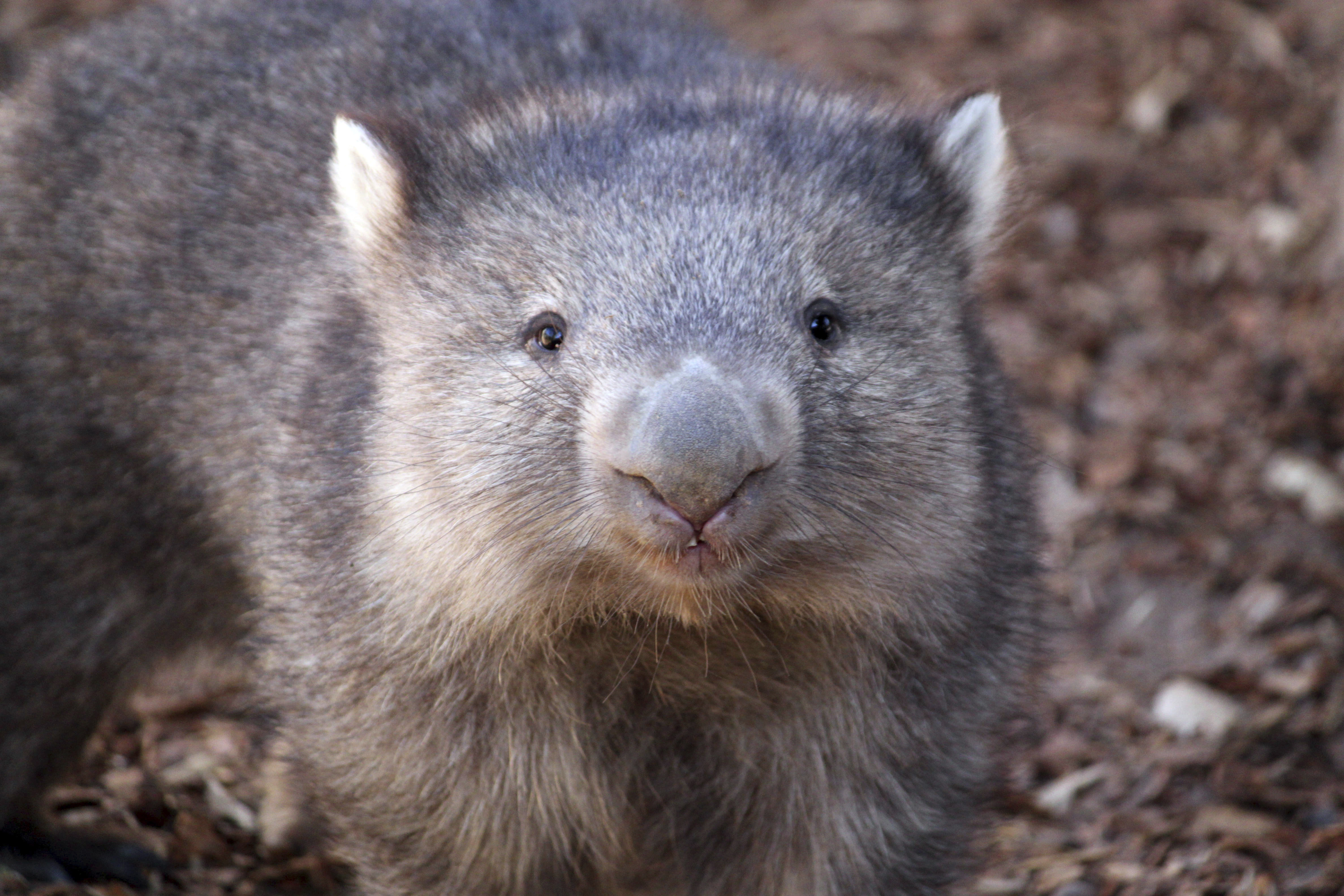 Wombats are cute, furry marsupials — that shouldn't be picked up