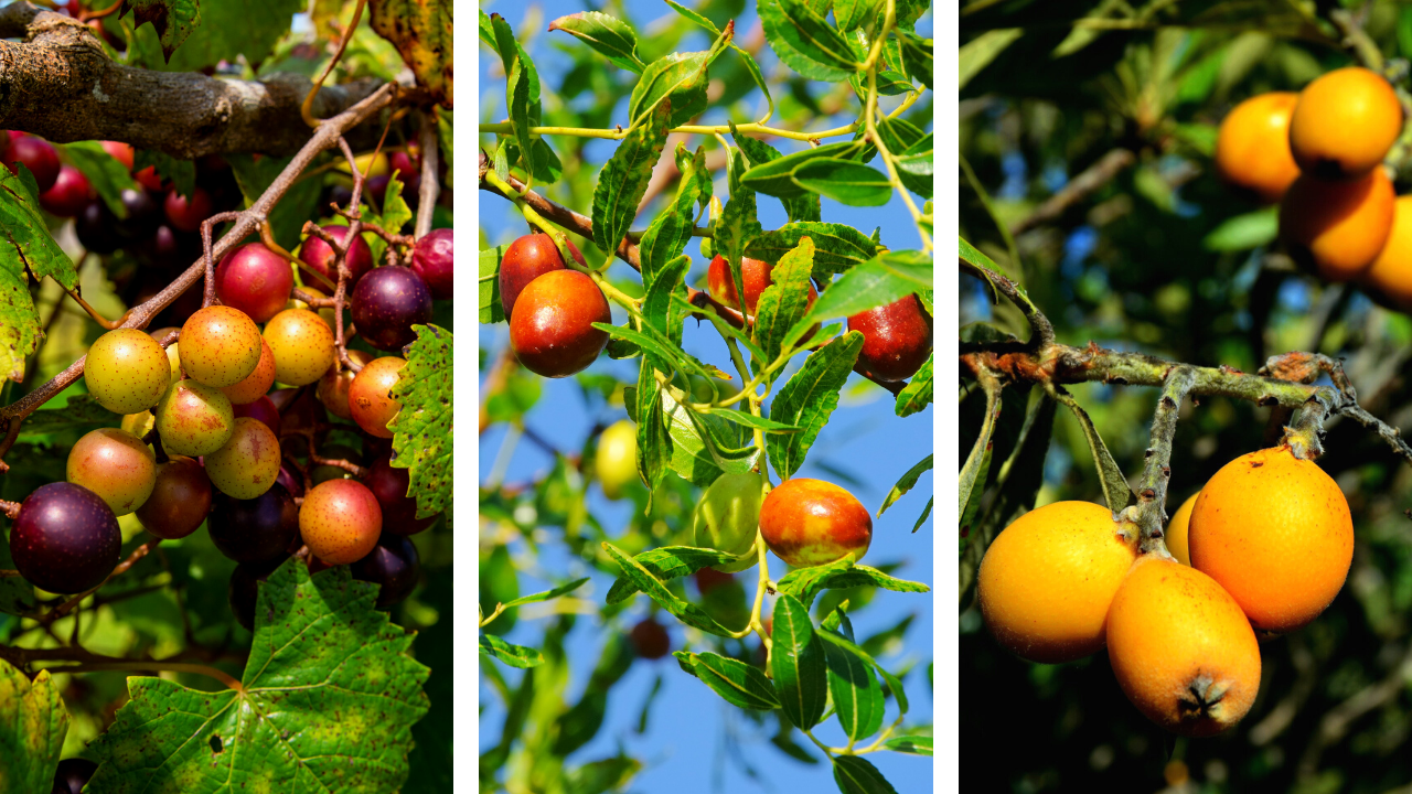 Welcome Spring to South Louisiana - Kumquats, Loquats and More!