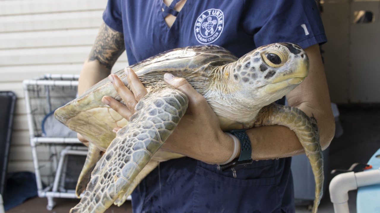 Zoo takes in 10 tiny turtles at conservation lab, Local News