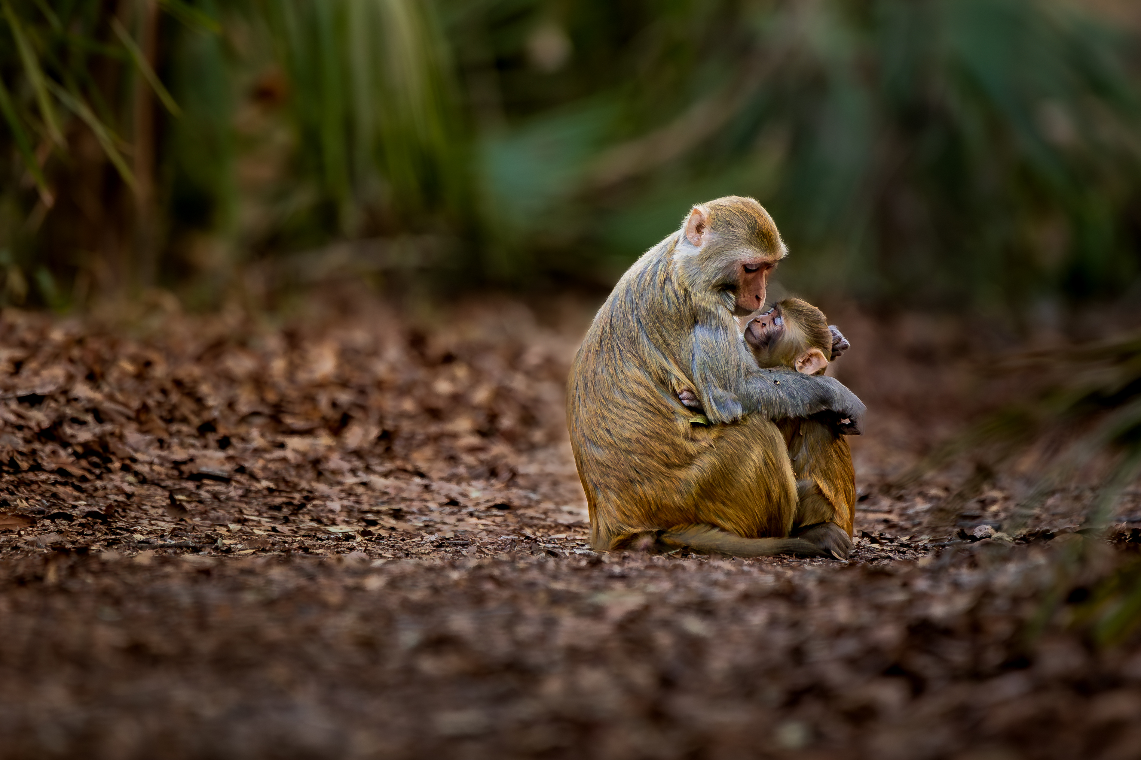 🐒Monkey business at Silver Springs: The search for Florida's wild