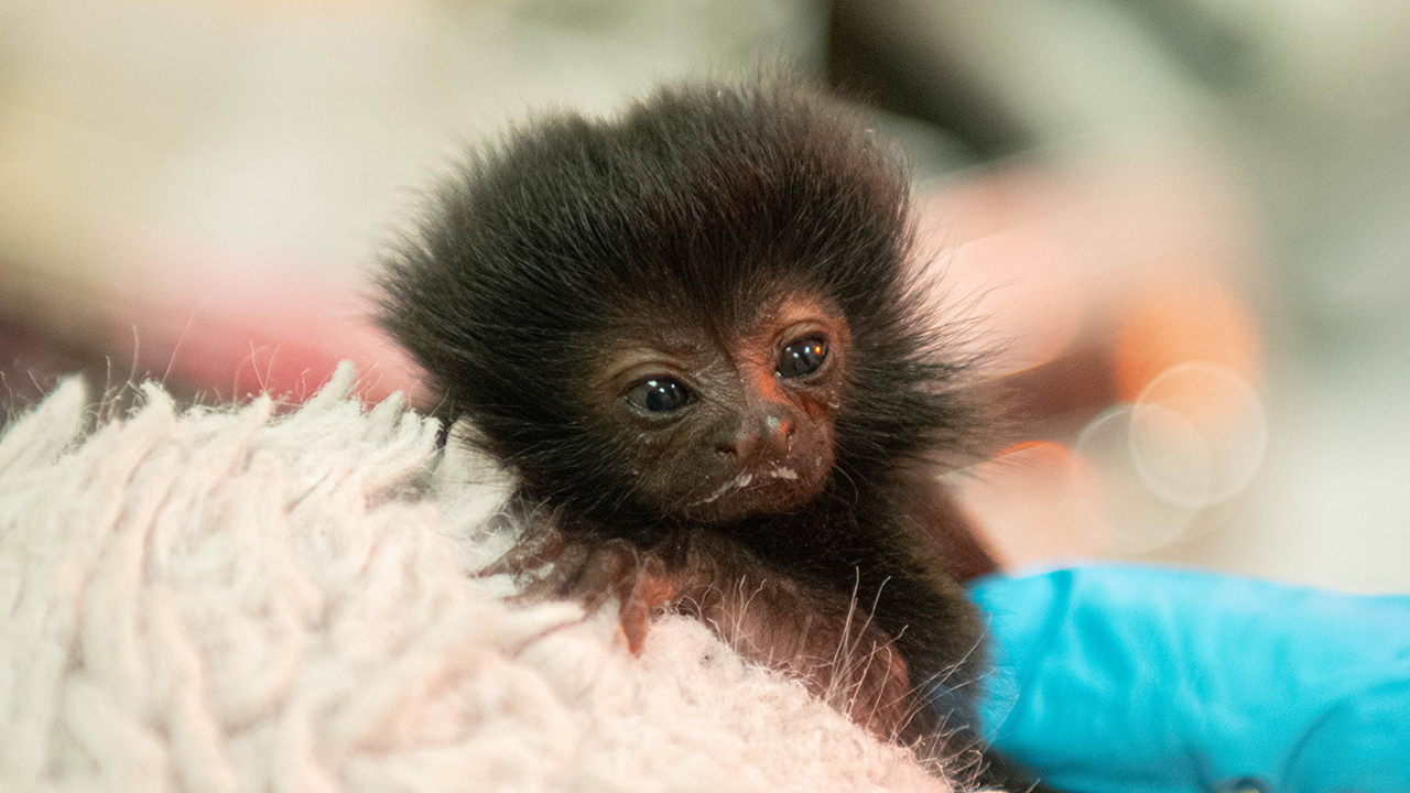 Video Baby Betty Tiny Baby Monkey Found Clinging To Branch In Houston Zoo Enclosure Named After Beloved Golden Girls Actress