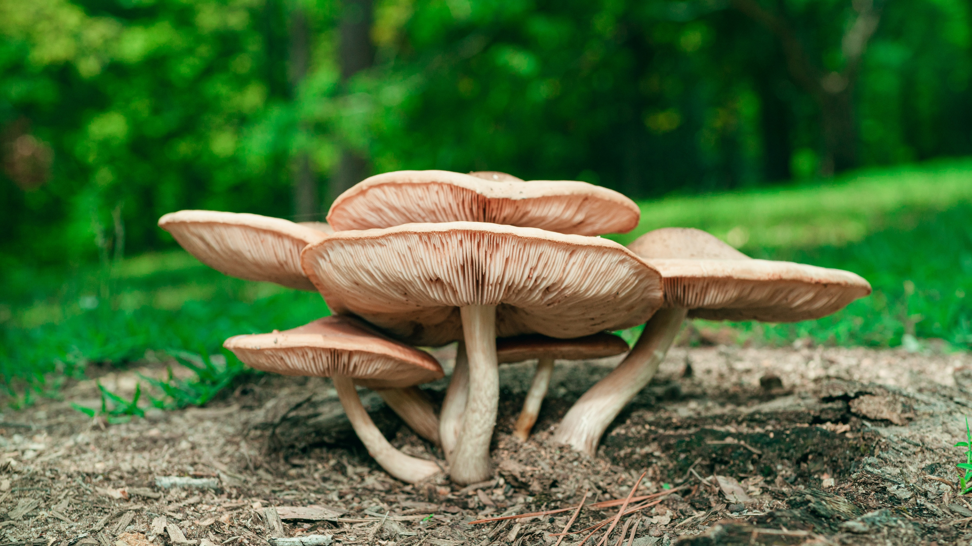 Mushroom hunting in Michigan? Beware dozens of poisonous species