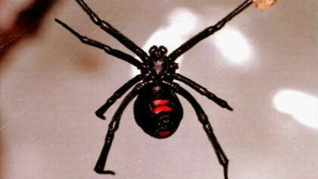 Let's talk about Michigan spiders: Some to fear and one to keep as