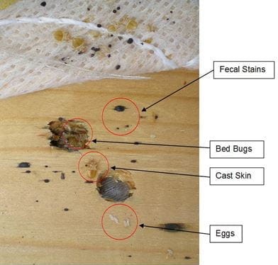 can bed bugs travel in packages