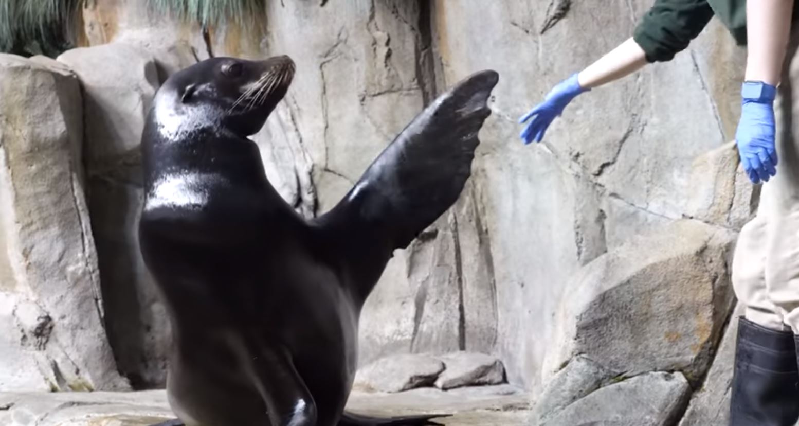 Meet Sea Lions in California - SeaWorld Sea Lions