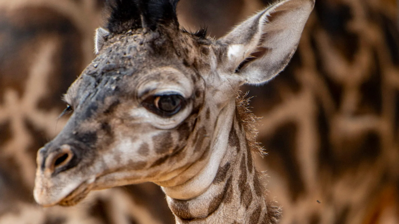 Playful, curious and pretty chill:' Disney celebrates birth of new