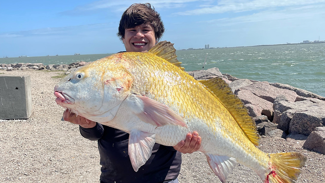 WILD CATCH: 'Rare' golden black drum reeled in along the Texas City Dike,  fisherman says