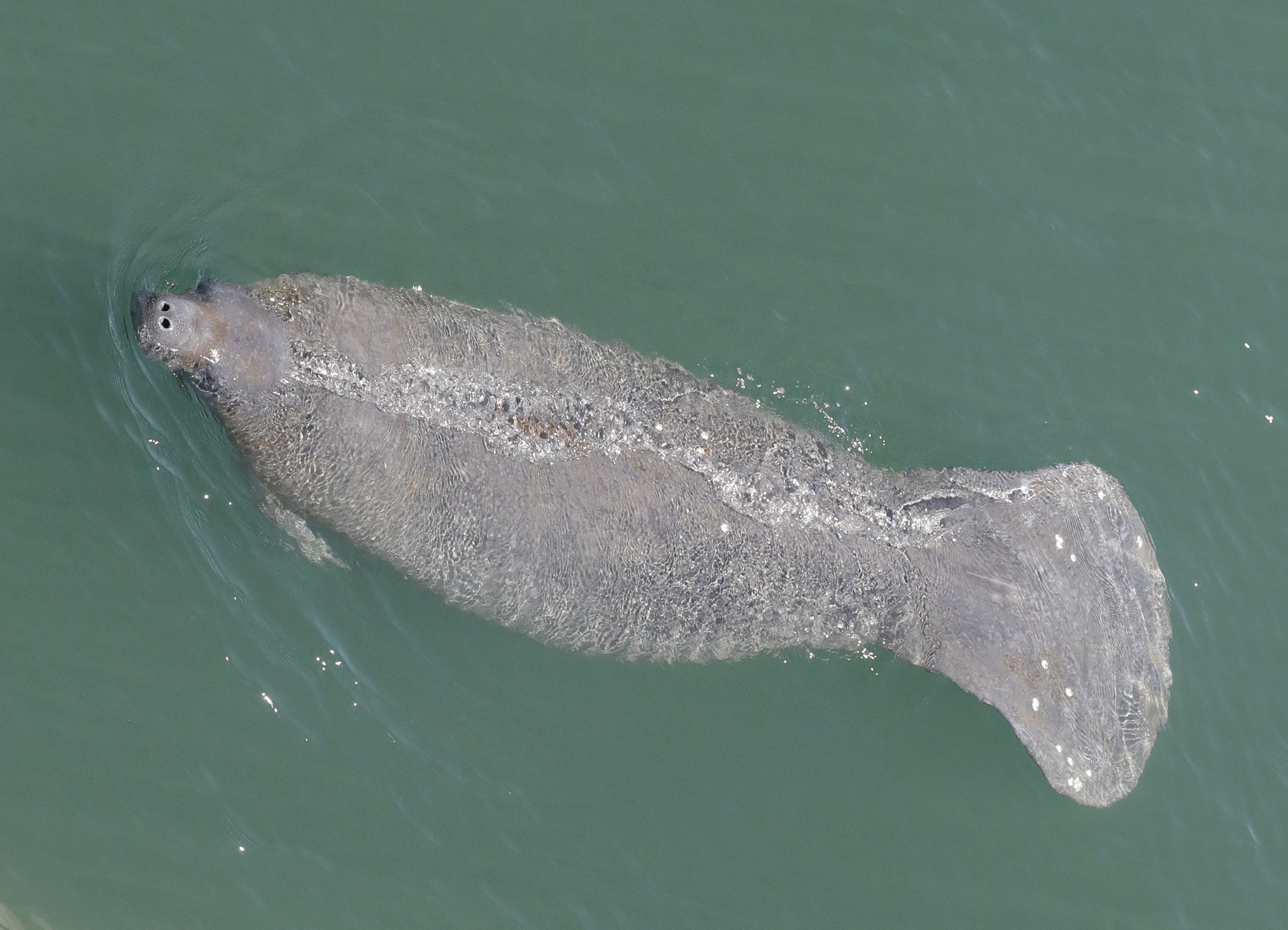 Where Do Manatees Go in the Winter? - SST