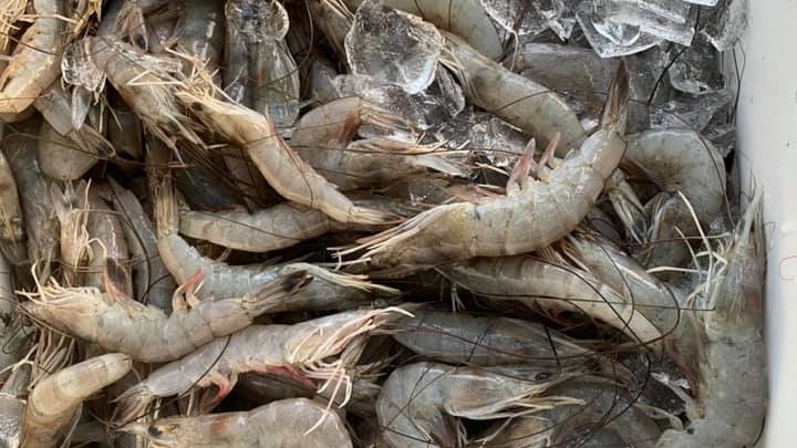 where to buy bait shrimp near me