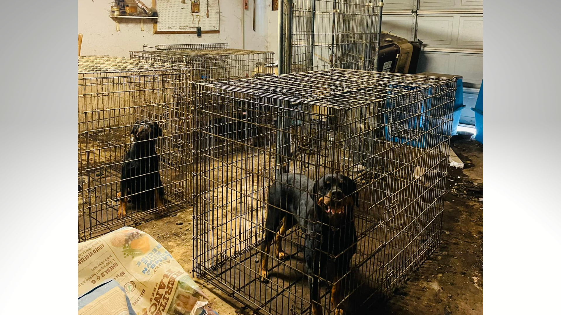 Rottweiler cage cheap