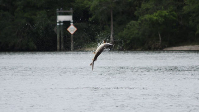Florida Legislature proposes amendment to preserve hunting and fishing  rights - The Independent Florida Alligator