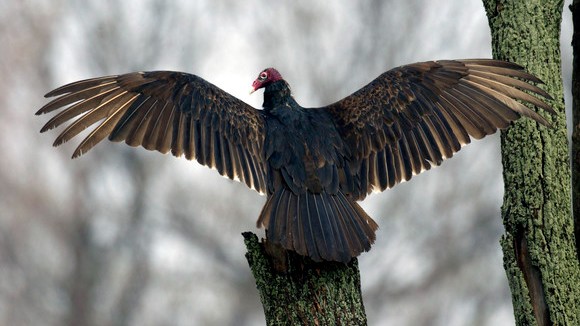 Turkey Vulture