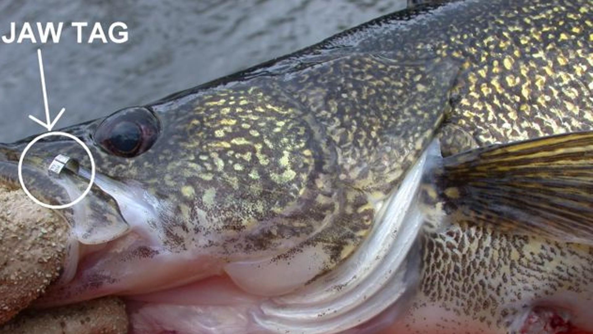 Catch a tagged walleye? Here's how to report it to the Michigan DNR