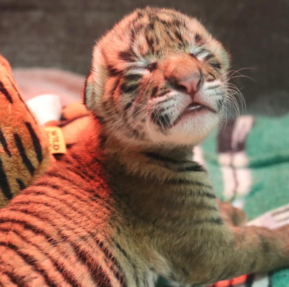 PHOTOS: Texas has 2 newborn tiger cubs
