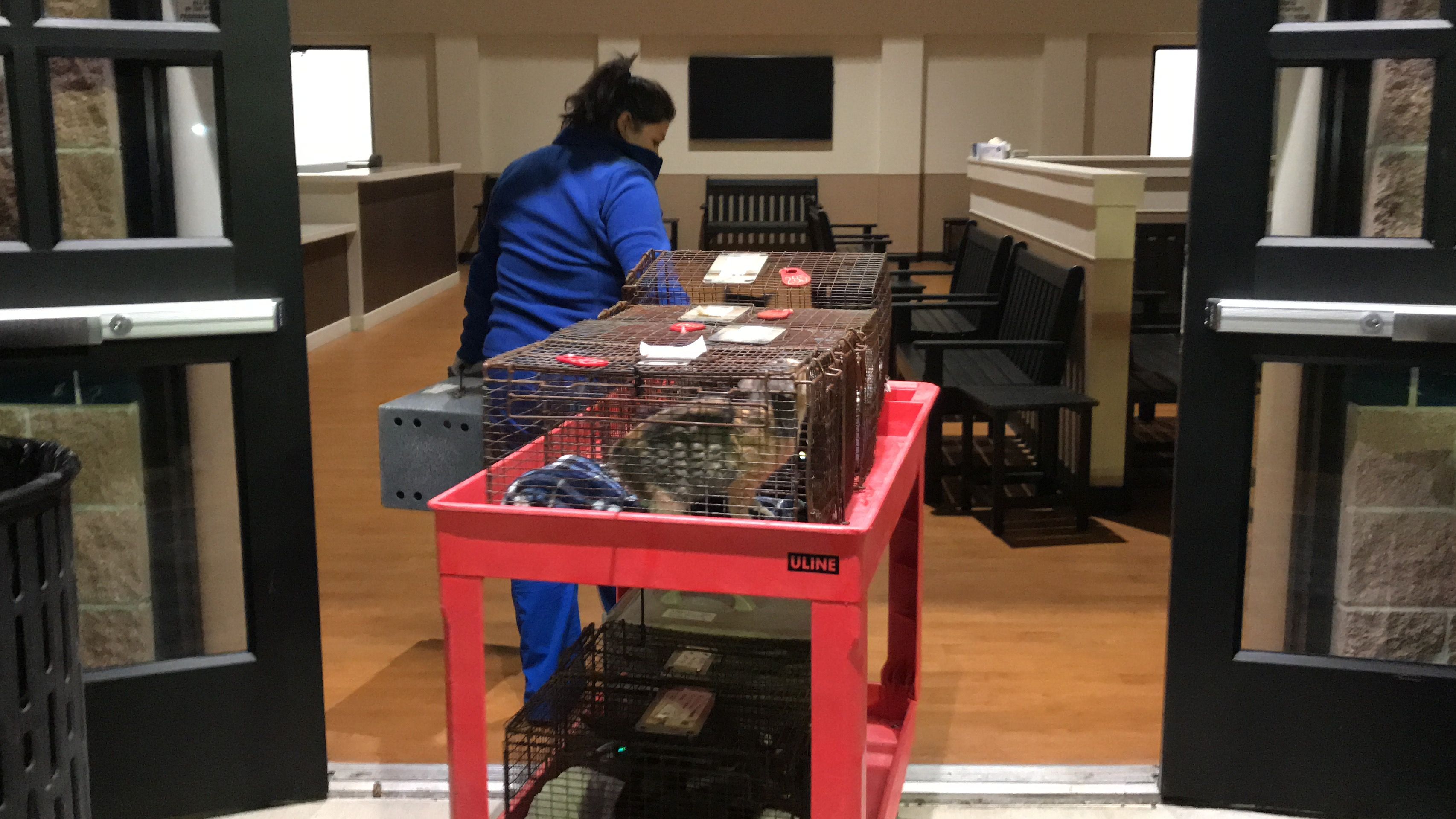 27 cats transferred to Houston SPCA after Pasadena Animal Shelter  temporarily closed due to storm damage