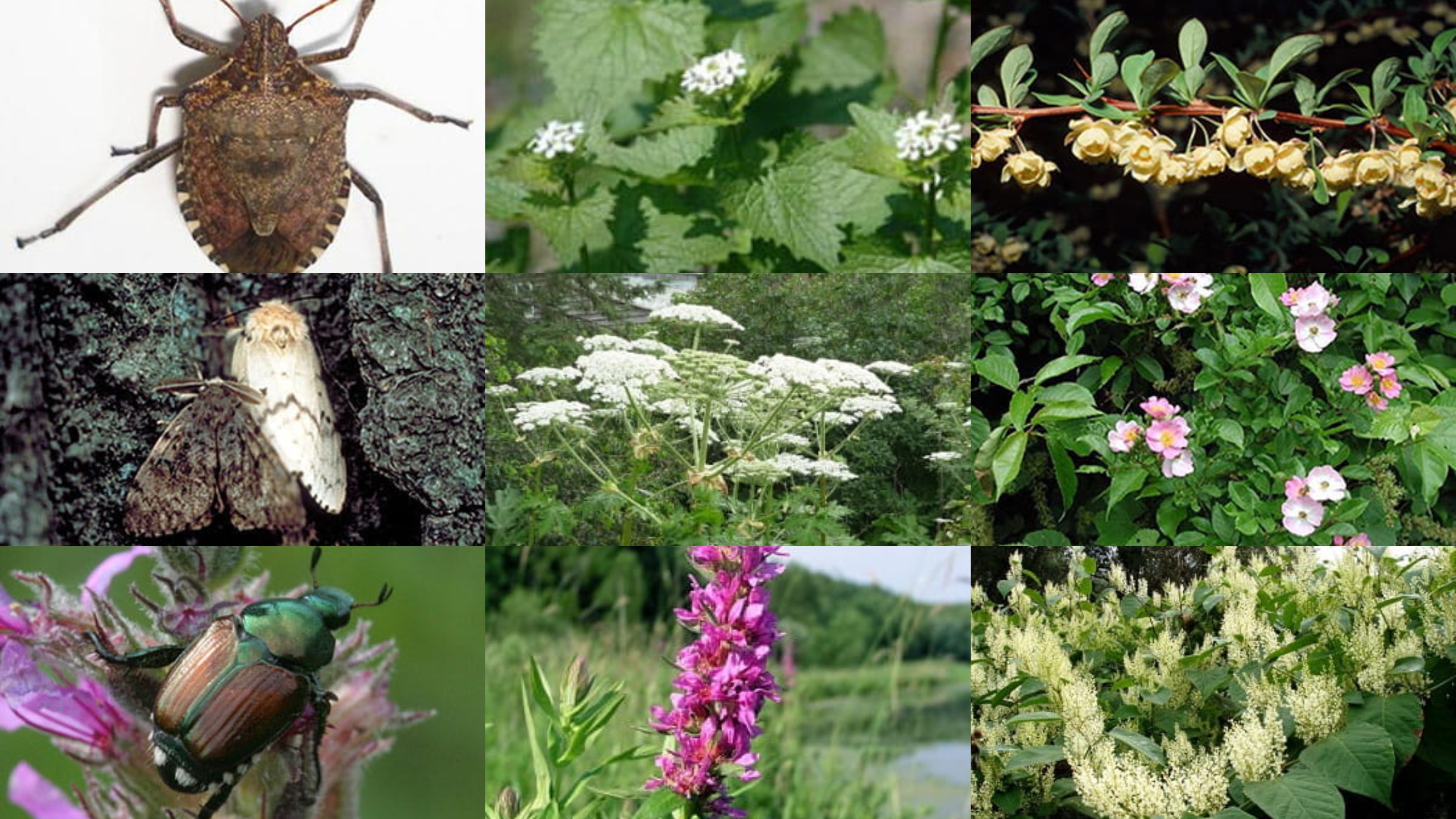 Michigan insects in the garden – Season 2 Week 9: Chrysopidae - Gardening  in Michigan