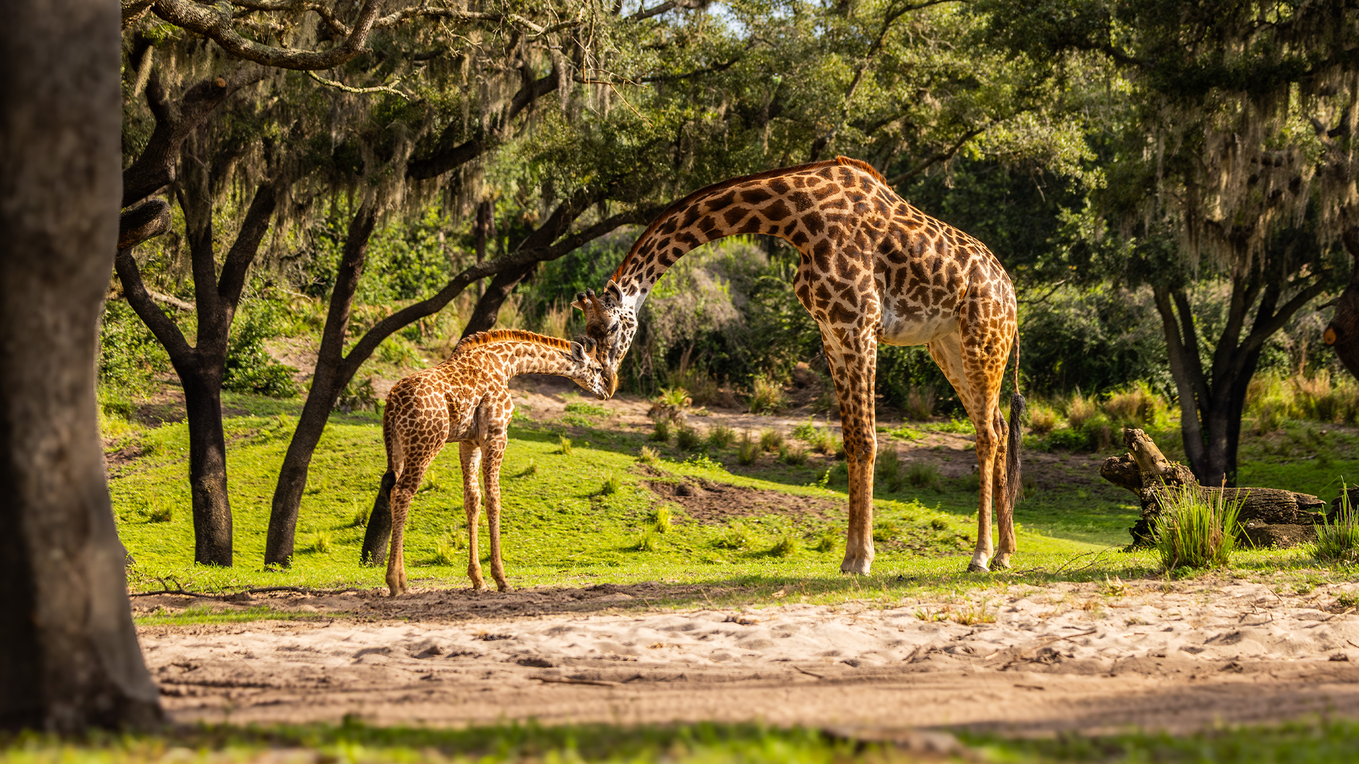 🦒Ivy the baby Masai giraffe makes her debut on Kilimanjaro
