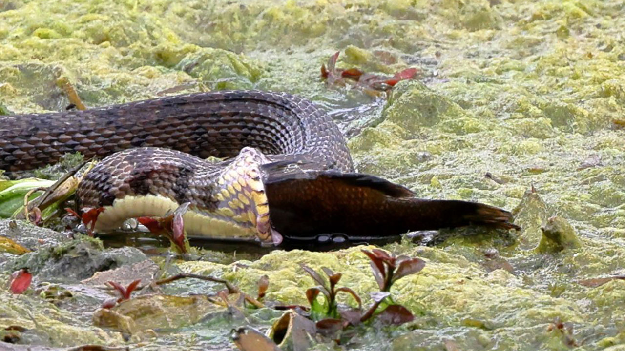 giant snake in river