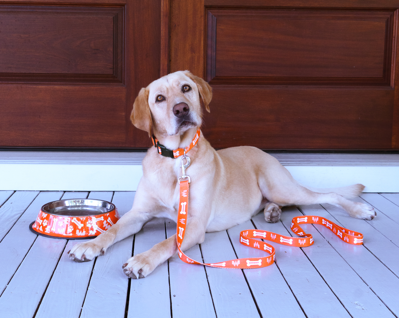 Houston Astros Pet Gear, Astros Collars, Chew Toys, Pet Carriers