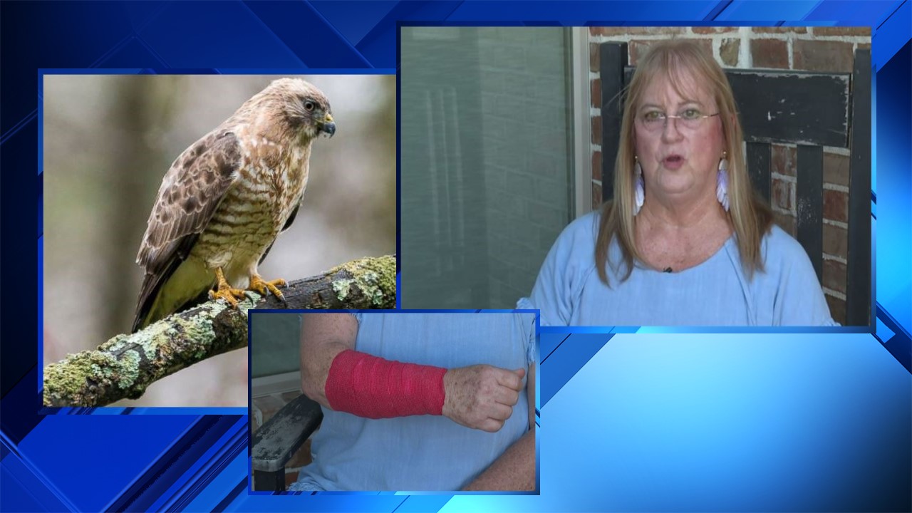 Texas woman attacked by snake hawk at the same time