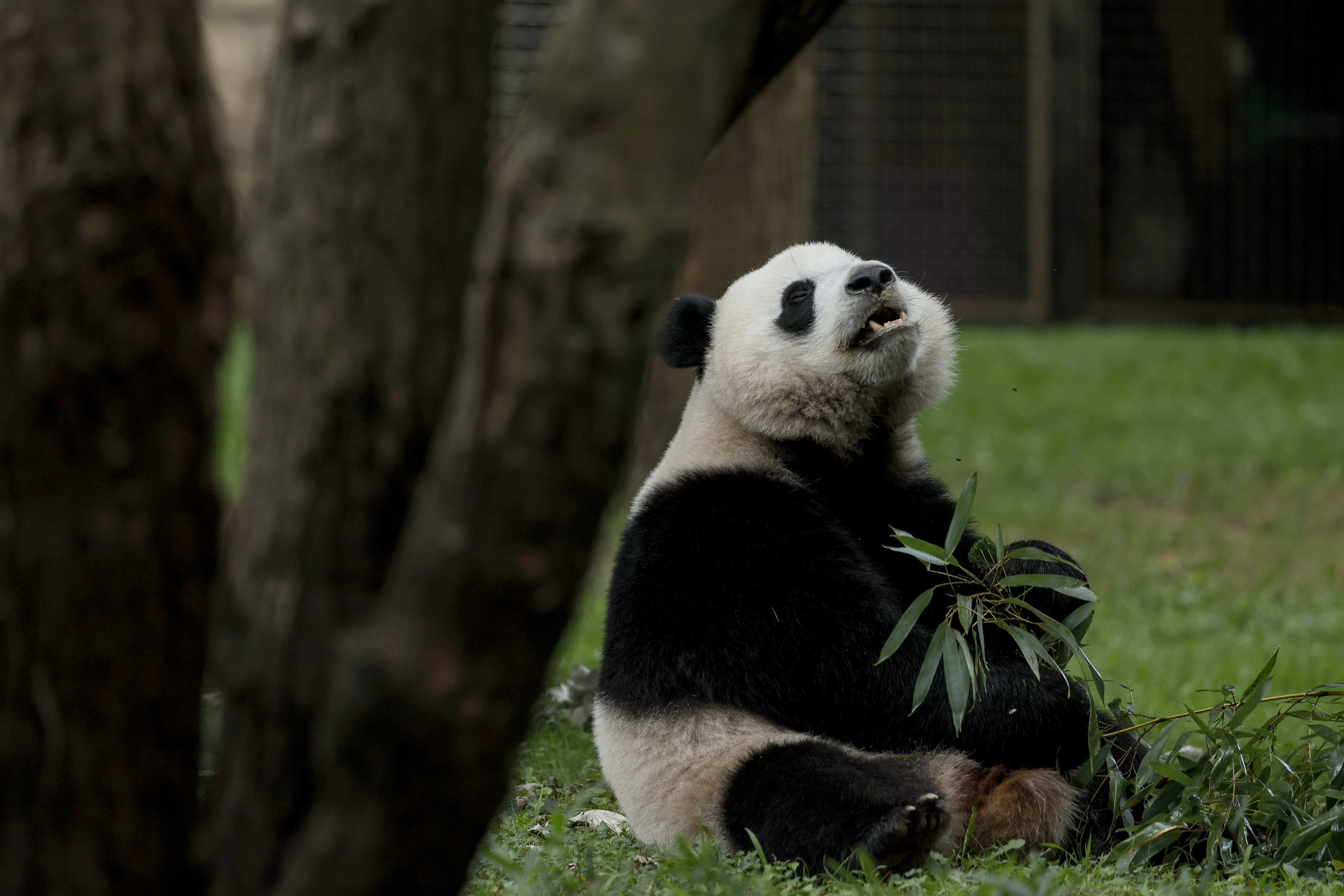 All Of The Zoo's Pandas Are Leaving By December 7
