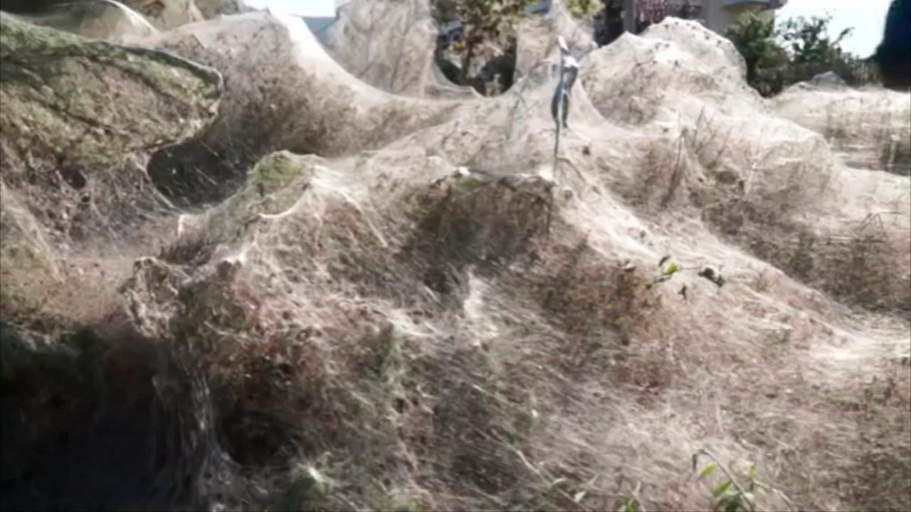 Millions of Spiders Rain Down on Australia—Why?