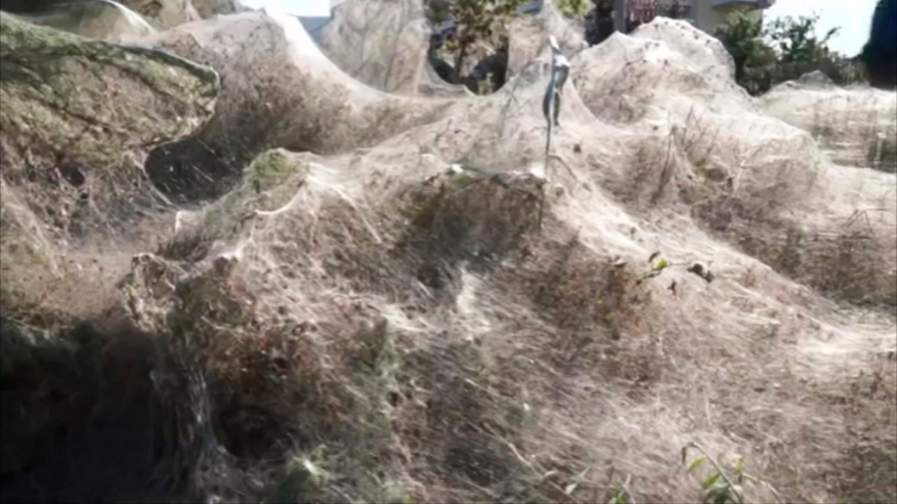 Spider-webs blanket Australian landscape after floods